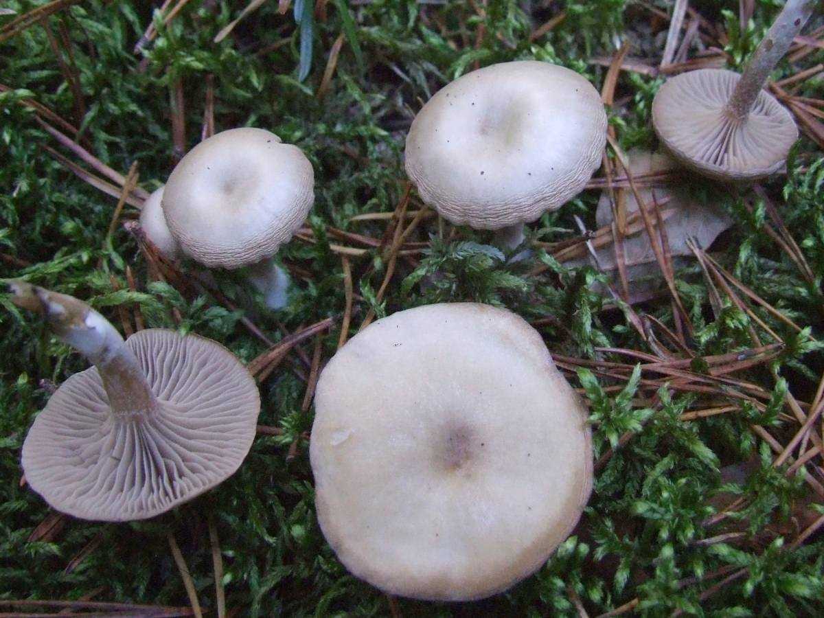 Ядовитые грибы рядовки – говорушки