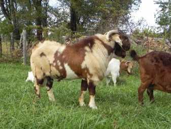 Козы ламанча (34 фото): описание породы и общая характеристика козлят. сколько они дают молока?