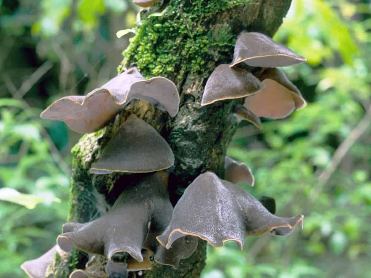 Черный древесный гриб, иудино ухо, аурикулярия уховидная или черный китайский гриб муэр
