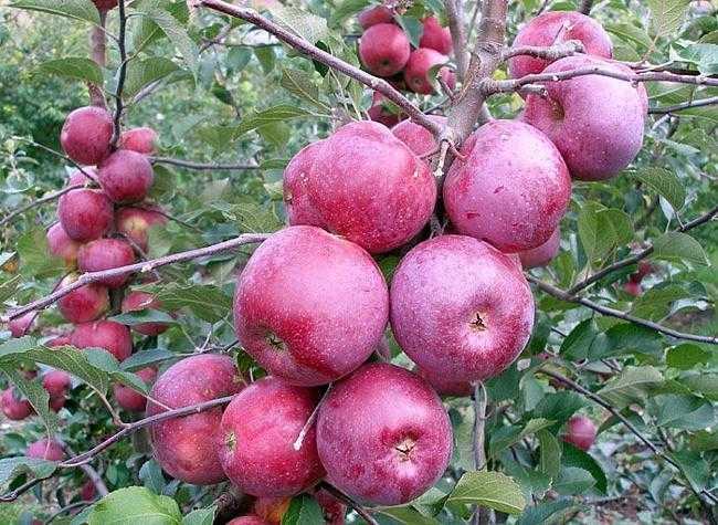 Яблоня рудольф: описание и фото цветущего дерева и его плодов, отзывы садоводов
