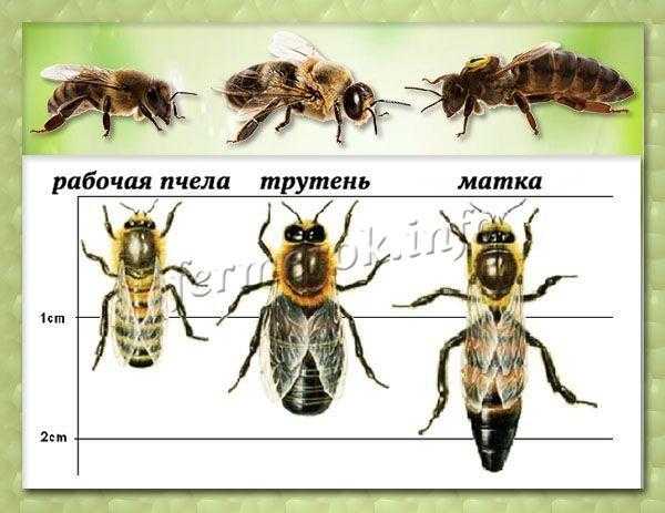 Пчеломатка (королева пчел) виды как выглядит фото размер как появляется облет