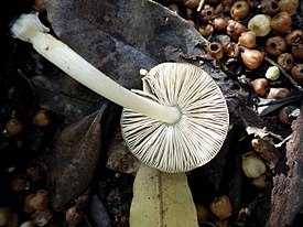 Откройте секреты о грибе плютей олений