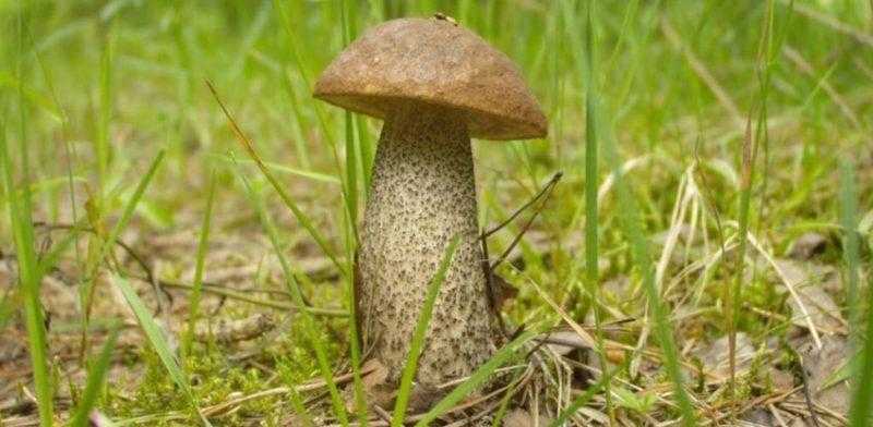 Съедобные древесные грибы: польза и вред, распространенные виды, места произрастания, сроки сбора, рецепты приготовления, применение в народной медицине