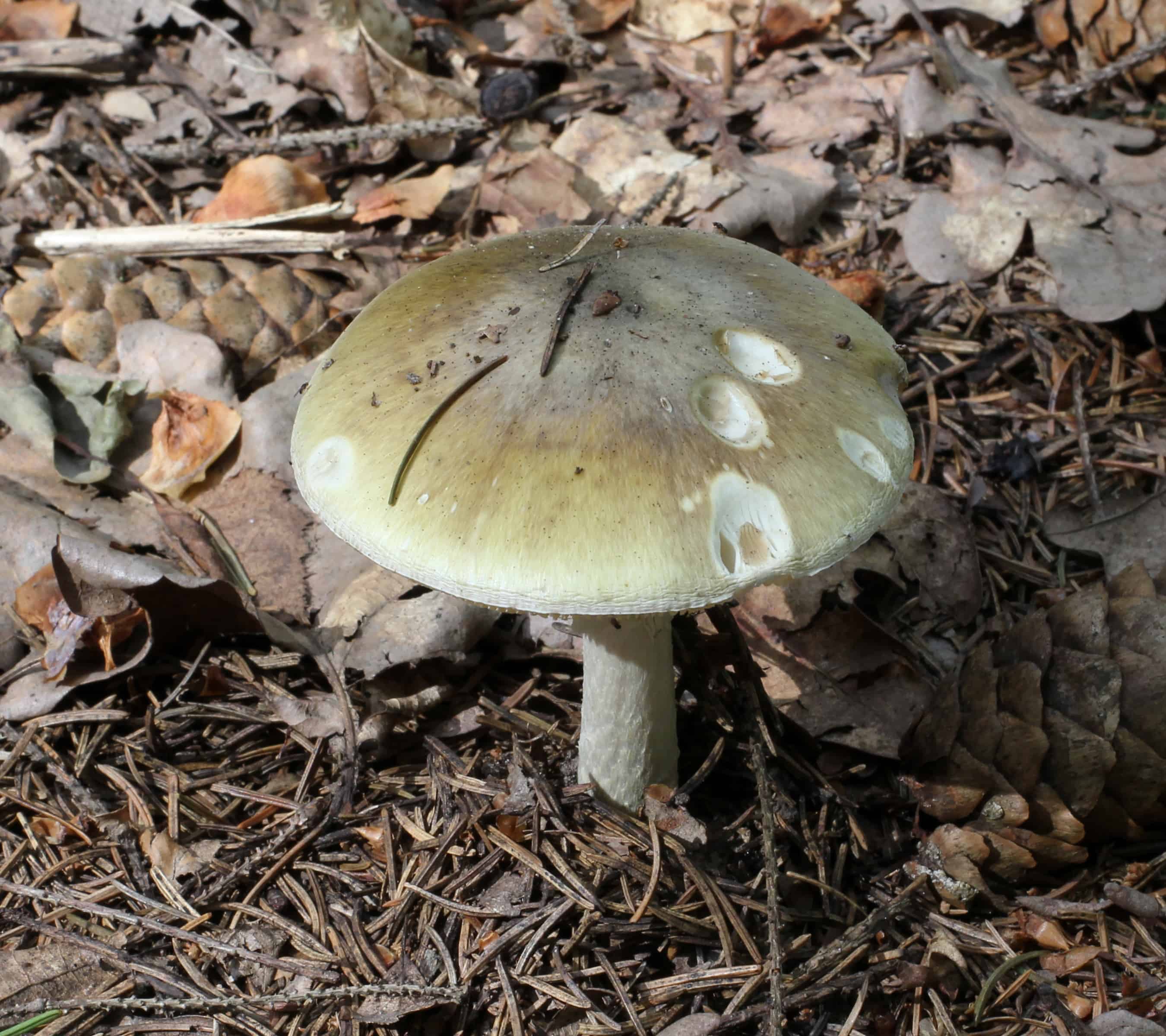 Ложные и ядовитые сыроежки: их фото и как отличить от съедобных грибов? | рутвет - найдёт ответ!