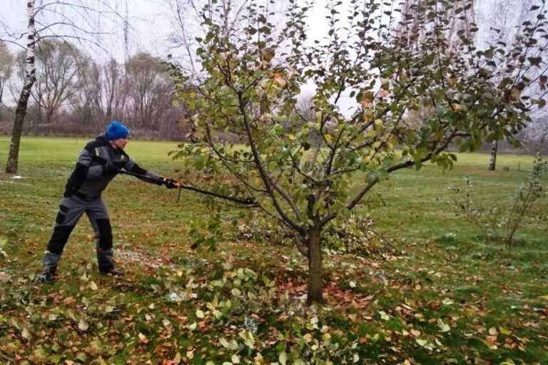 Когда сажают яблони осенью: время посадки, в каком месяце можно выполнять работы?