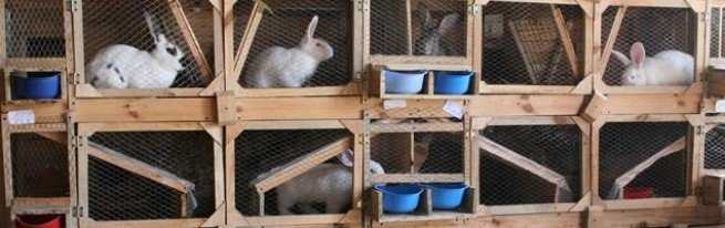 Клетки для кроликов из сетки. описание, чертежи и видео