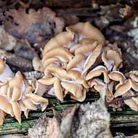 Еловый опенок темного цвета: фото, как выглядят съедобные грибы и как их отличить от ложных