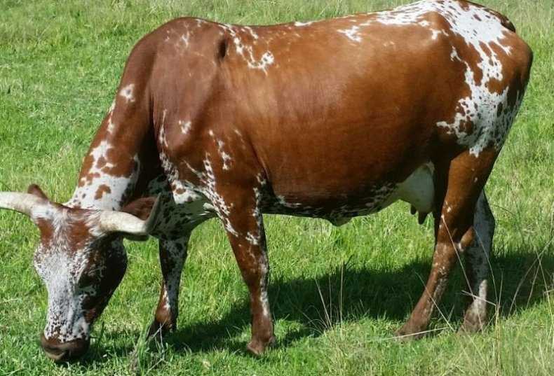 Молоко после отёла коровы: когда можно пить и сепарировать