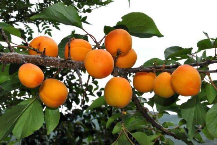 Описание сорта абрикоса «нью-джерси» с отзывами и фото