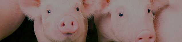 ᐉ глубокая подстилка для свиней: три вида + инструкции - zooon.ru