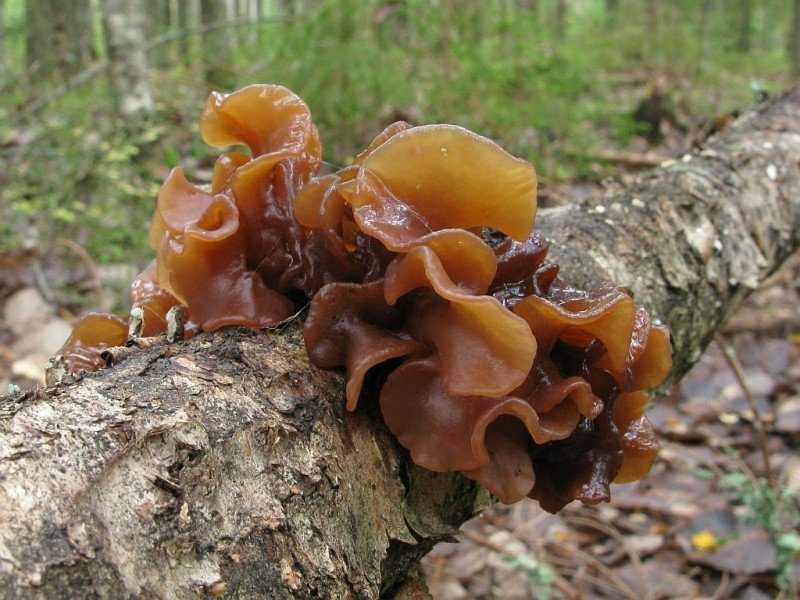 Как выглядит и где растет дрожалка лиственная. Описание гриба и его съедобность. С какими видами можно спутать, как различать разные группы дрожалок.