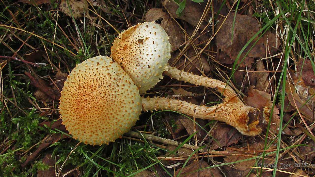 Чешуйчатка бугорчатая (pholiotatu berculosa): как выглядят грибы, где и как растут, съедобны или нет