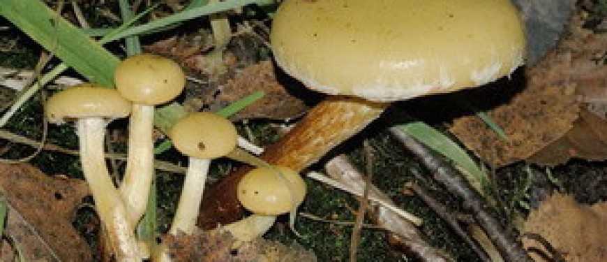 Чешуйчатка гаревая (pholiota highlandensis) –  грибы сибири