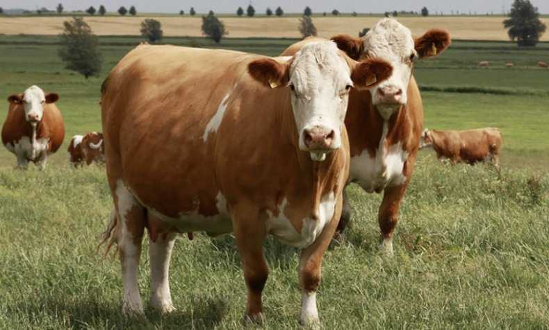 Симментальская порода коров содержание уход кормление описание