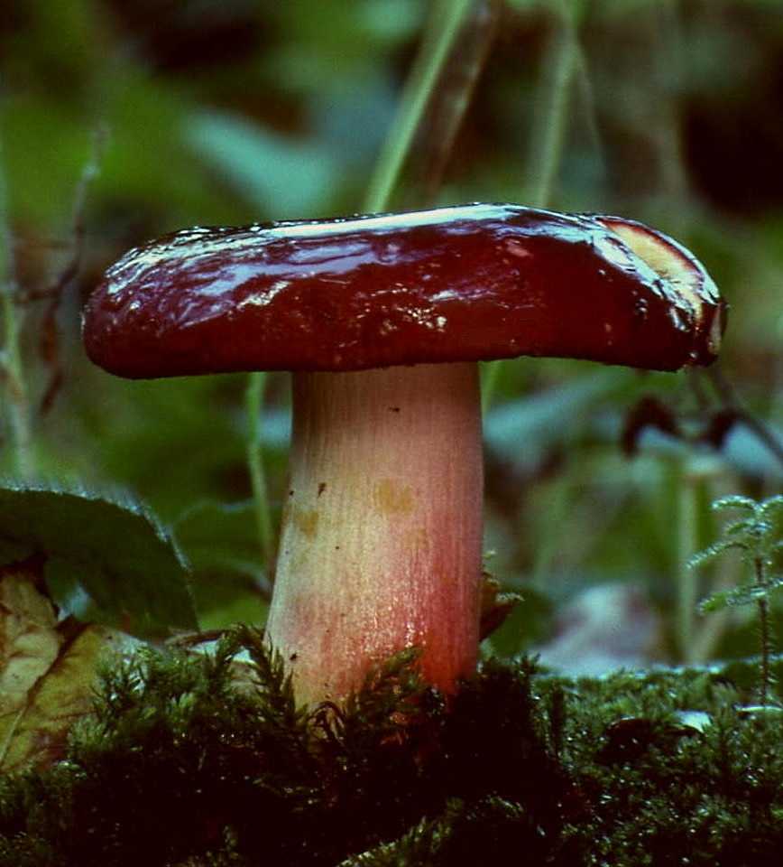 Буреющая сыроежка: внешний вид гриба, где обитает, насколько вкусным считается, какие грибы на него похожи, и как готовят буреющую сыроежку.