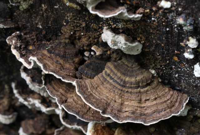Топ-10 популярных съедобных грибов: фото и описание - занимательная болтология - медиаплатформа миртесен