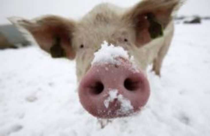 Содержание свиней: правила выращивания свиней в домашних условиях