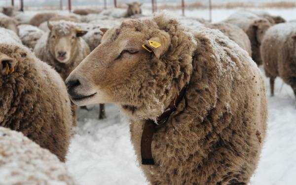 Катумские овцы: характеристика породы, особенности содержания мясных баранов и овец, отзывы владельцев