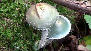 Строфария увенчанная – опиумный гриб