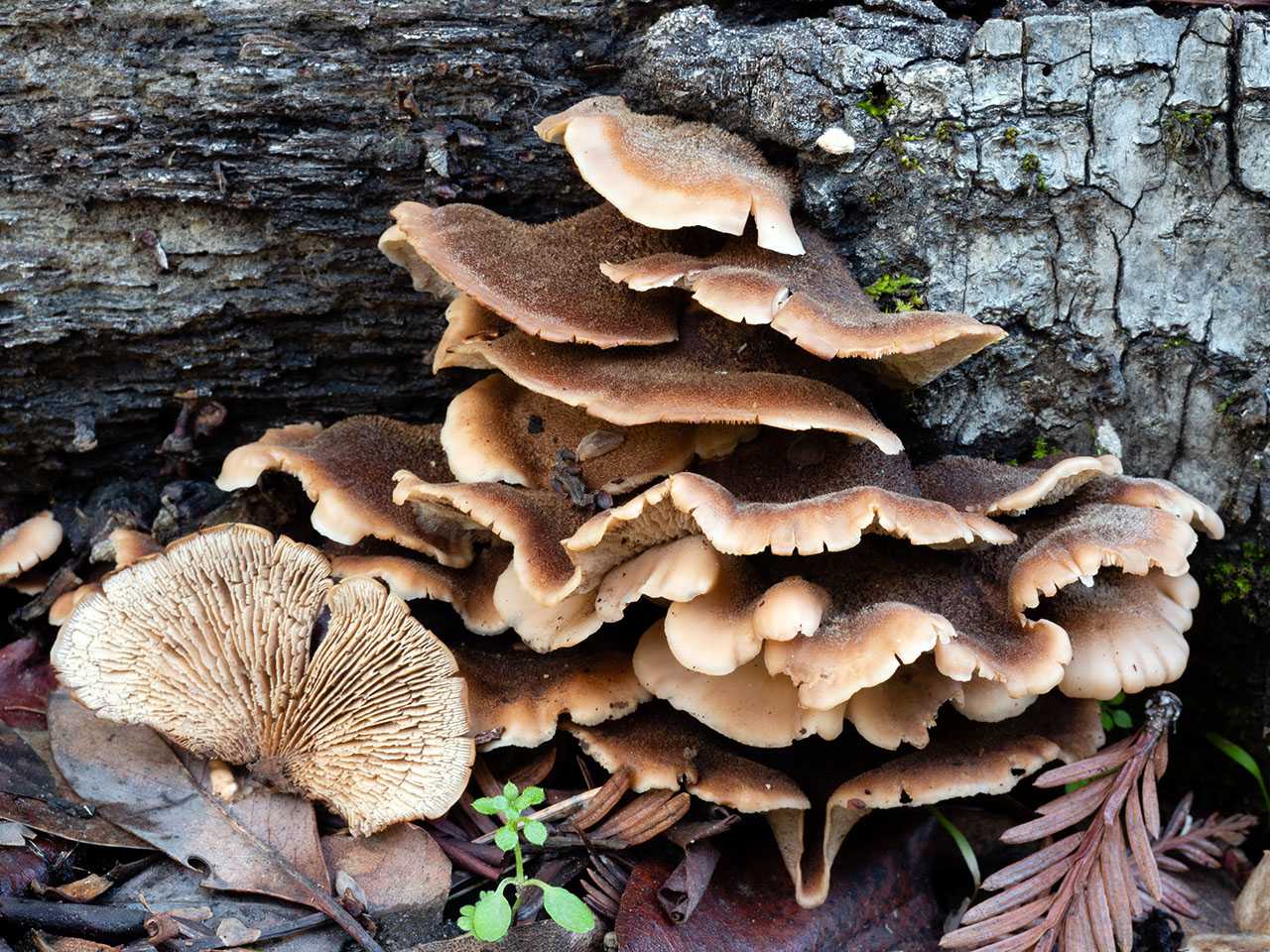 Пилолистничек волчий (лисий, войлочный): фото и описание. Как выглядит и где растет гриб, съедобен или ядовит. Как распознать двойников, их отличия, фотографии.