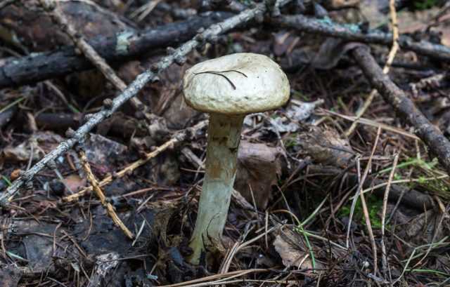 Маслёнок клинтона (suillus clintonianus) –  грибы сибири