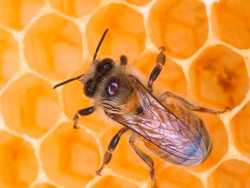 Подкормка пчел весной: виды, сроки, заменители корма