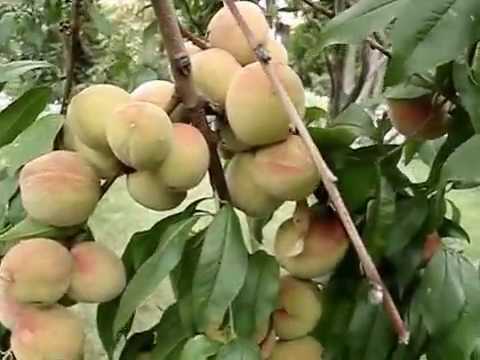 Как ухаживать за персиковым деревом, чтобы был хороший урожай