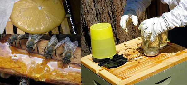 Кормление пчел: для чего дают подкормку, сроки, способы и виды подкормки. Как правильно кормить медом, сахаром, белковой подкормкой. Как сделать медовую сыту, можно ли давать мед.