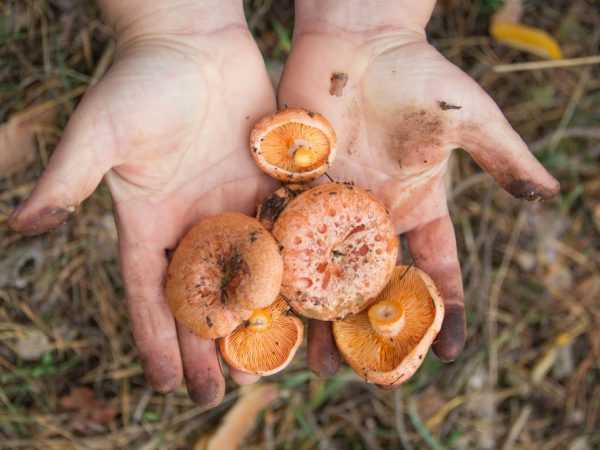 Как чистить маслята - правильно готовим свежие грибы