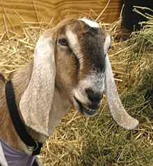 Нубийские козы: описание породы, содержание, уход, фото и видео