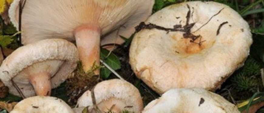 Съедобные или нет грибы волнушки: описание основных разновидностей, состав и свойства, способы приготовления