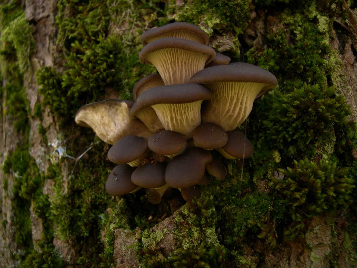 Где и как растут грибы вешенки: на каких деревьях, на земле и в лесу (+44 фото)