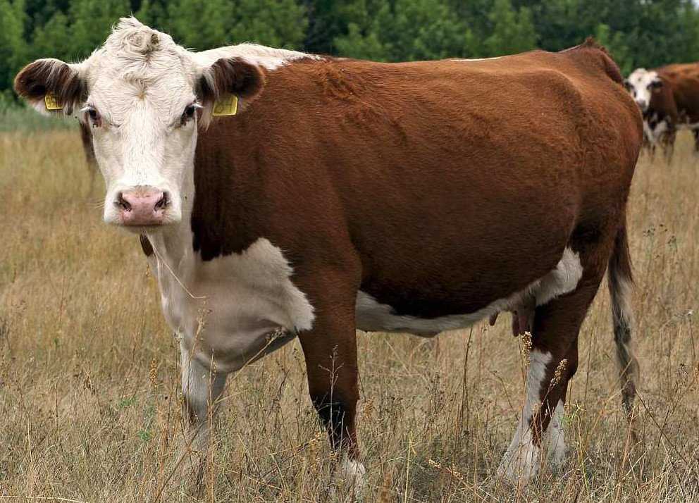 Корова съела послед после того, как отелилась - что делать?