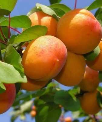 На какой год плодоносит абрикос краснощекий. пошаговая схема посадки