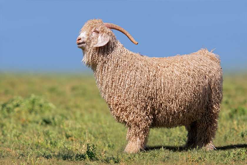 Пуховые козы - лучшие породы, содержание и уход, преимущества и недостатки