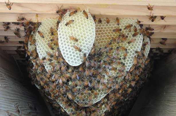 Состав и польза пчелиных сот. применение и лечение сотовым медом
