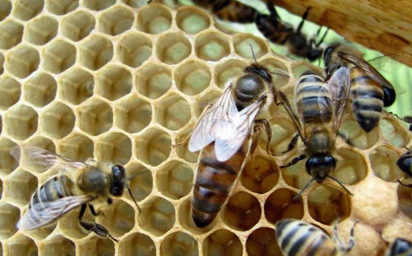 Как выглядит матка пчелы, кто оплодотворяет пчелиную королеву