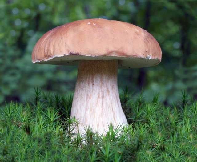 Самый большой обзор видов белых грибов