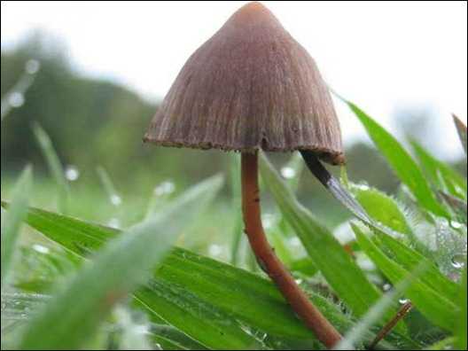 Строфария сине-зеленая: описание, места произрастания и употребление гриба