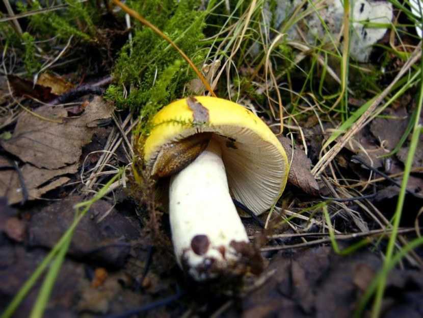 Сыроежка Морзе: описание и фото: где растет, как выглядит, можно ли есть, вкусовые качества гриба. Польза и вред. Ложные двойники.