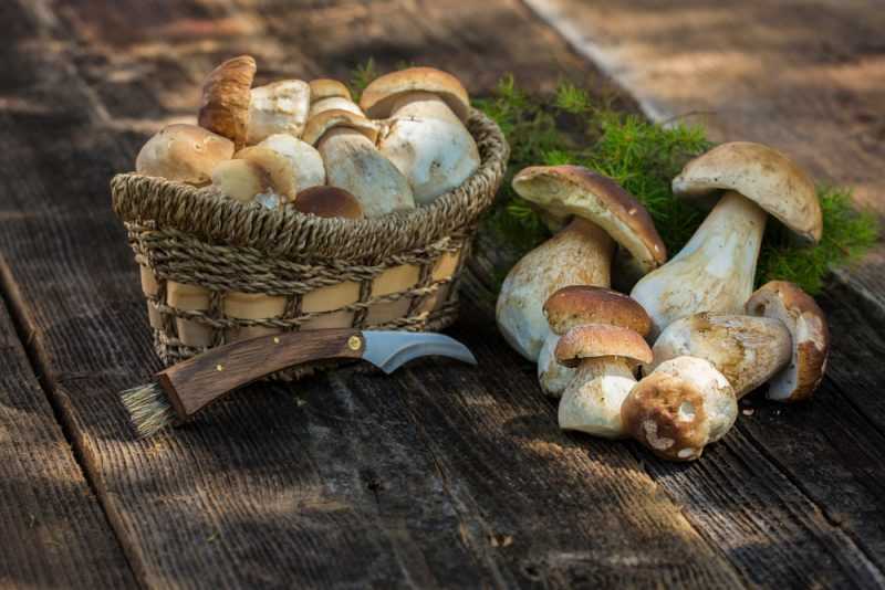 Белый гриб: состав, калорийность, польза, рецепты