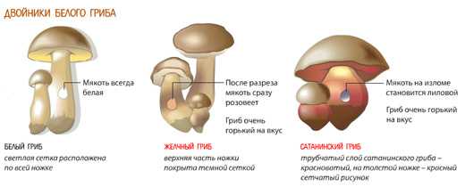 Навозник белый (coprinus comatus): фото, описание, полезные свойства и как готовить гриб