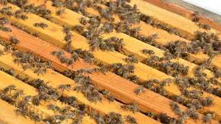 О пчелах карника: особенности и описание породы, их недостатки и характеристики