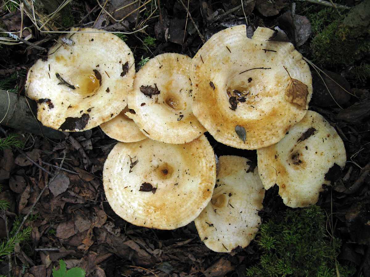 Как отличить съедобные грибы от несъедобных с фото и видео. названия и описания грибов съедобных и несъедобных