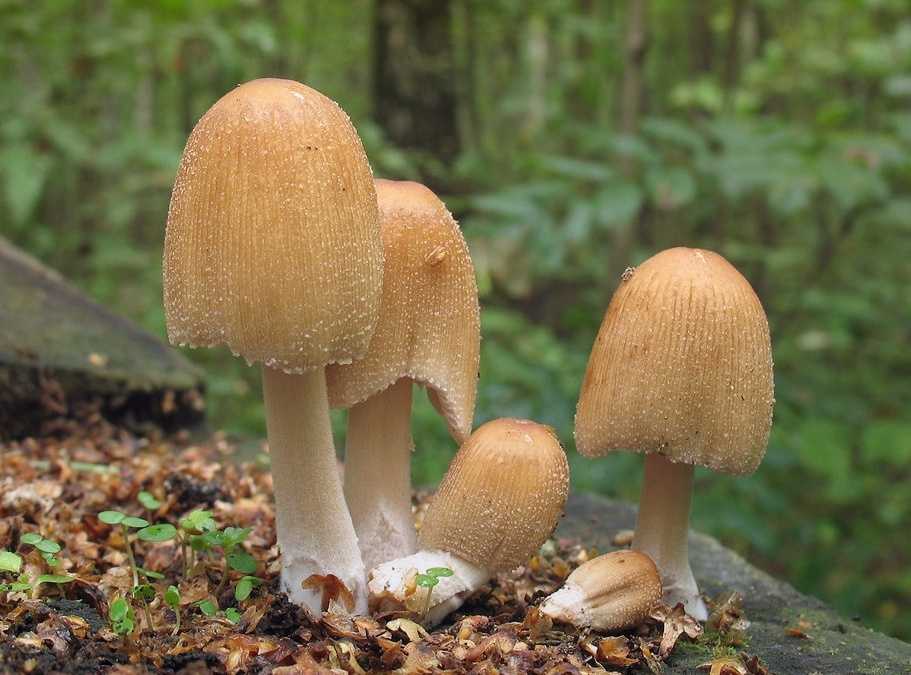 Чернильный гриб или навозник серый (coprinopsis atramentaria): фото, описание, использование от алкоголизма и как готовить условно-съедобный гриб