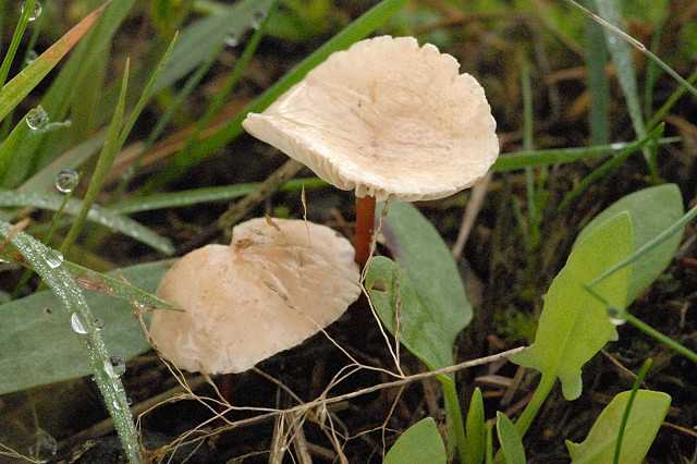 Куриный гриб – деликатесное оранжевое древесное чудо - грибы собираем
