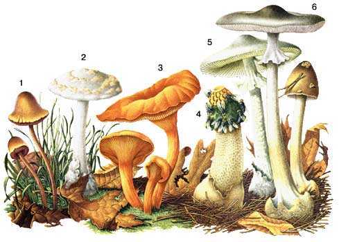Энтолома садовая –  описание гриба. съедобность.