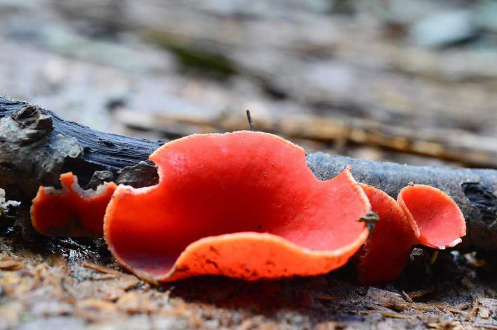 Рогатик пестиковый: описание с фото, места произрастания и съедобность гриба