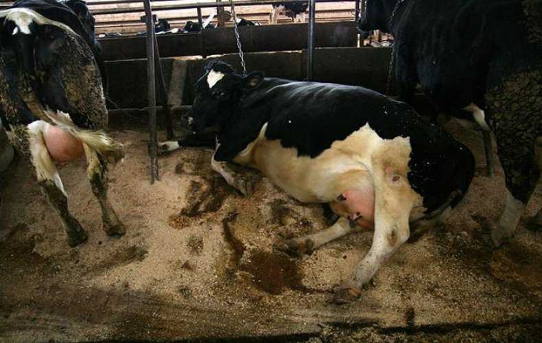 У коровы кровяные выделения: причины и способы лечения