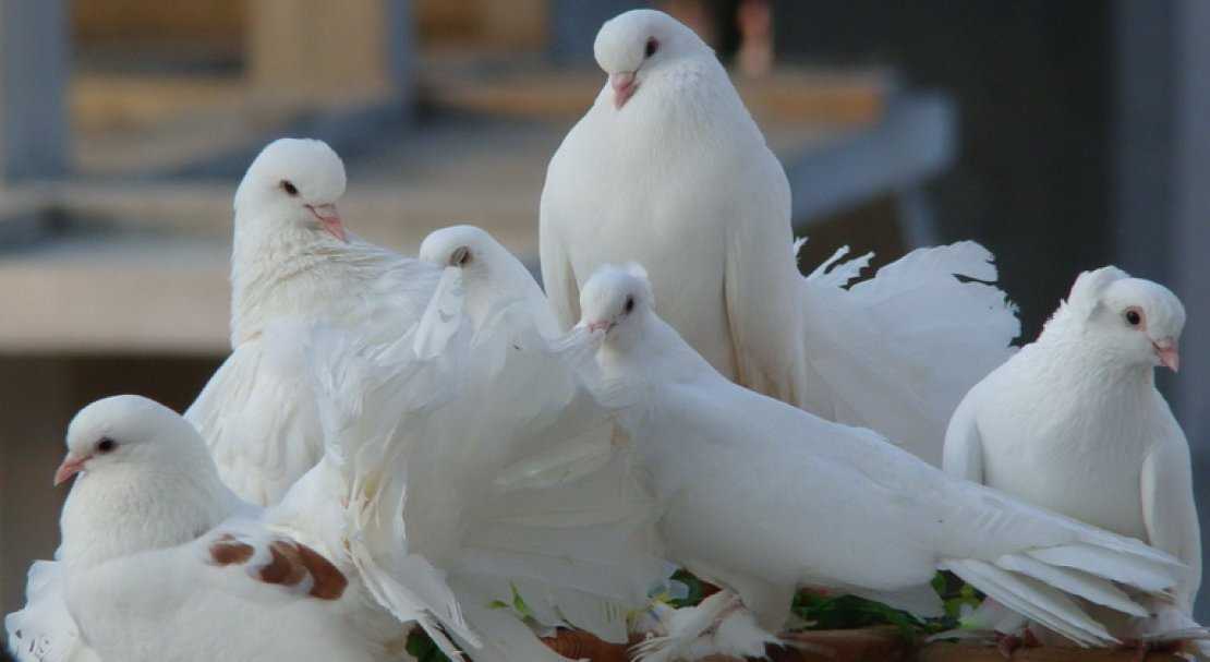 Особенности и характеристики статных голубей